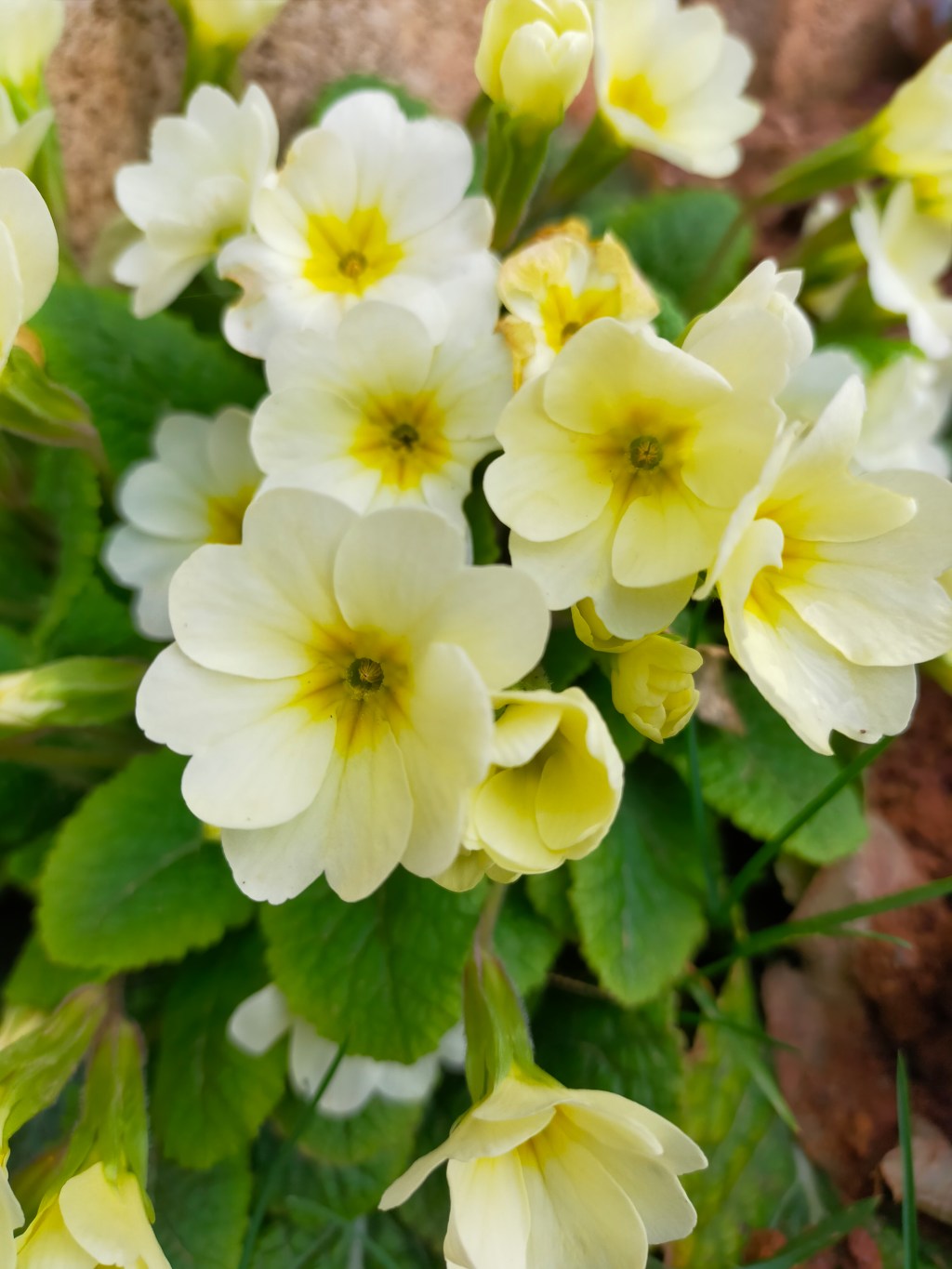 Fleurs du jardin 2022&nbsp;#1