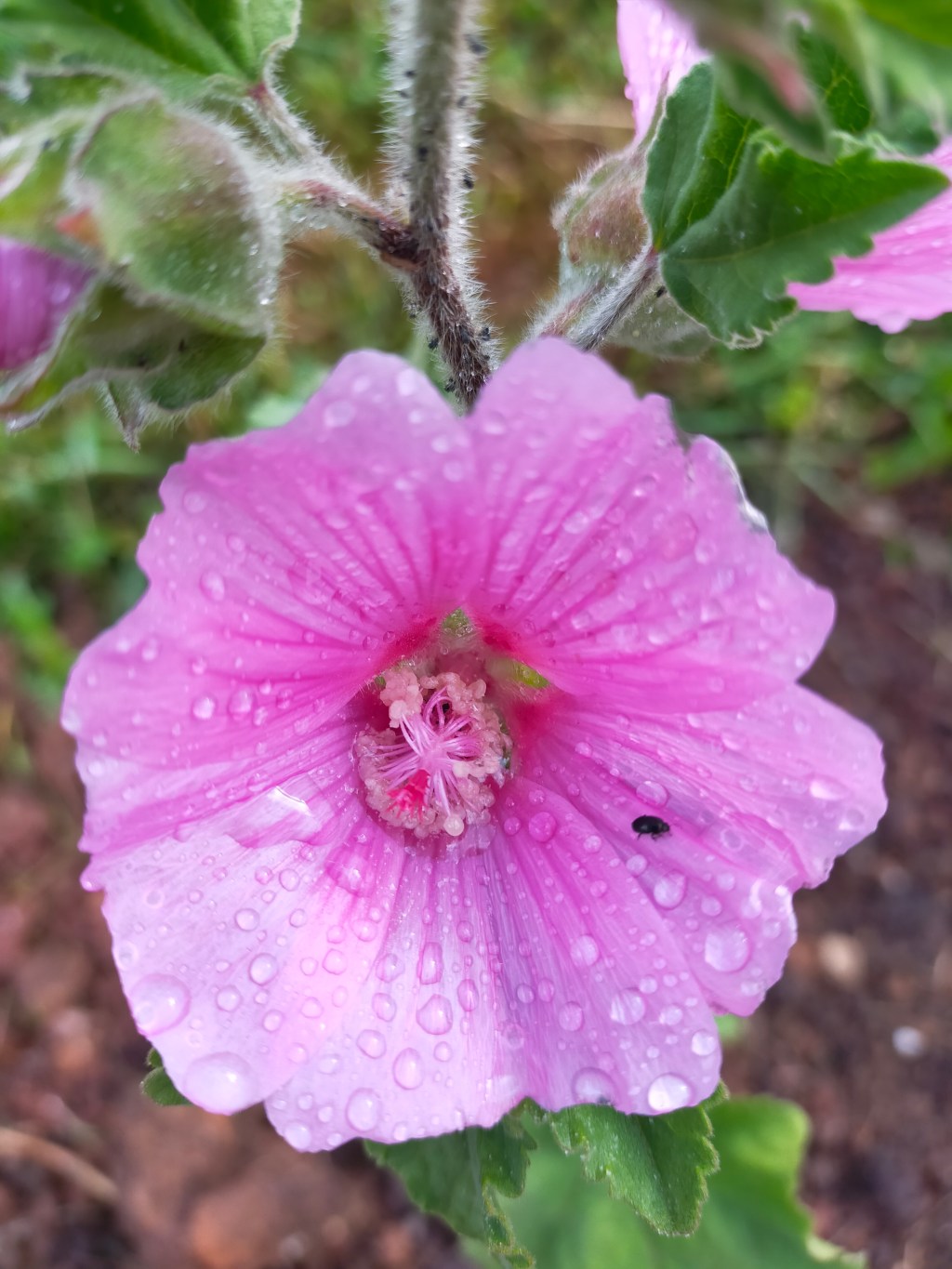 Fleurs du jardin 2022&nbsp;#2