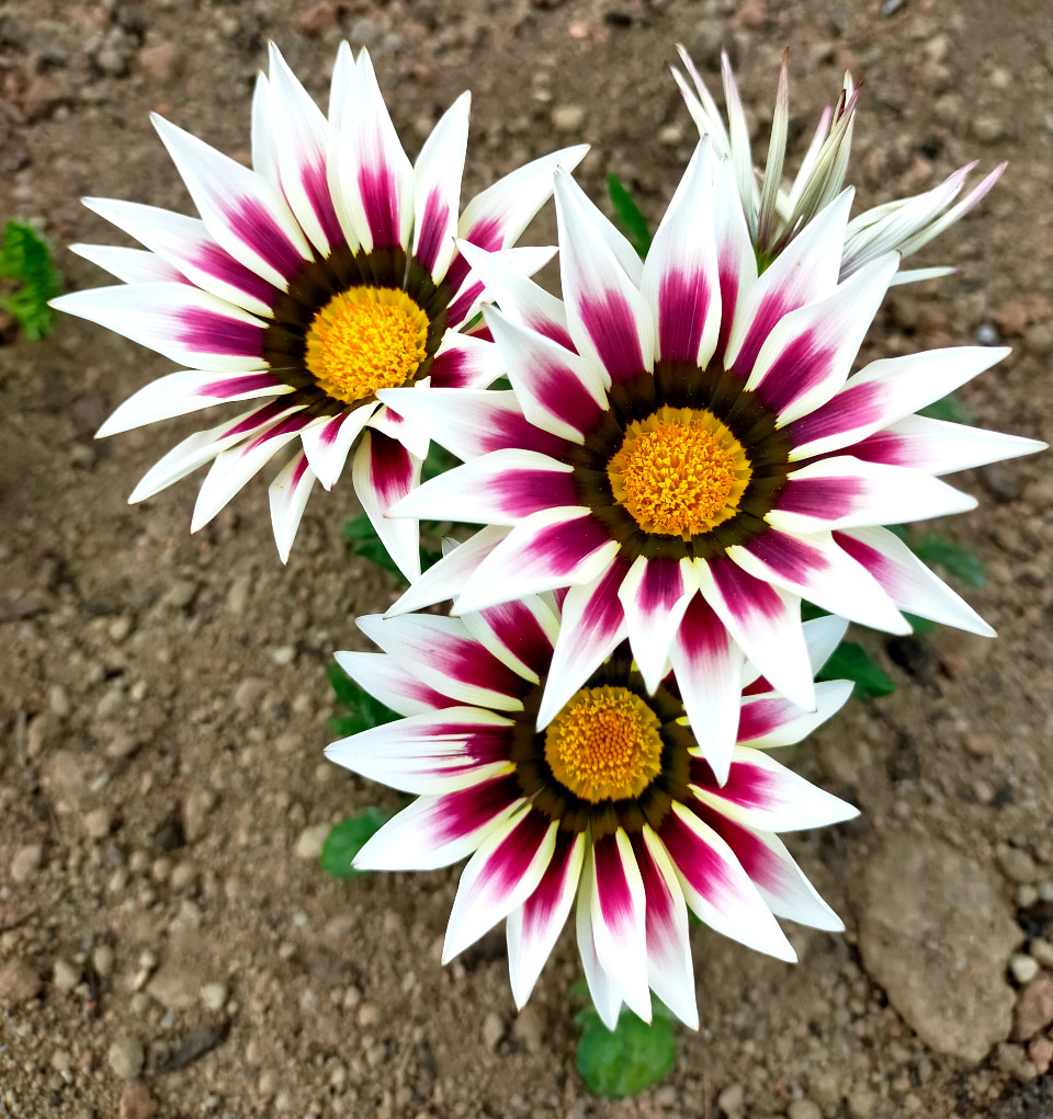 Projet 52-2023 : Sem 18 – Des&nbsp;fleurs