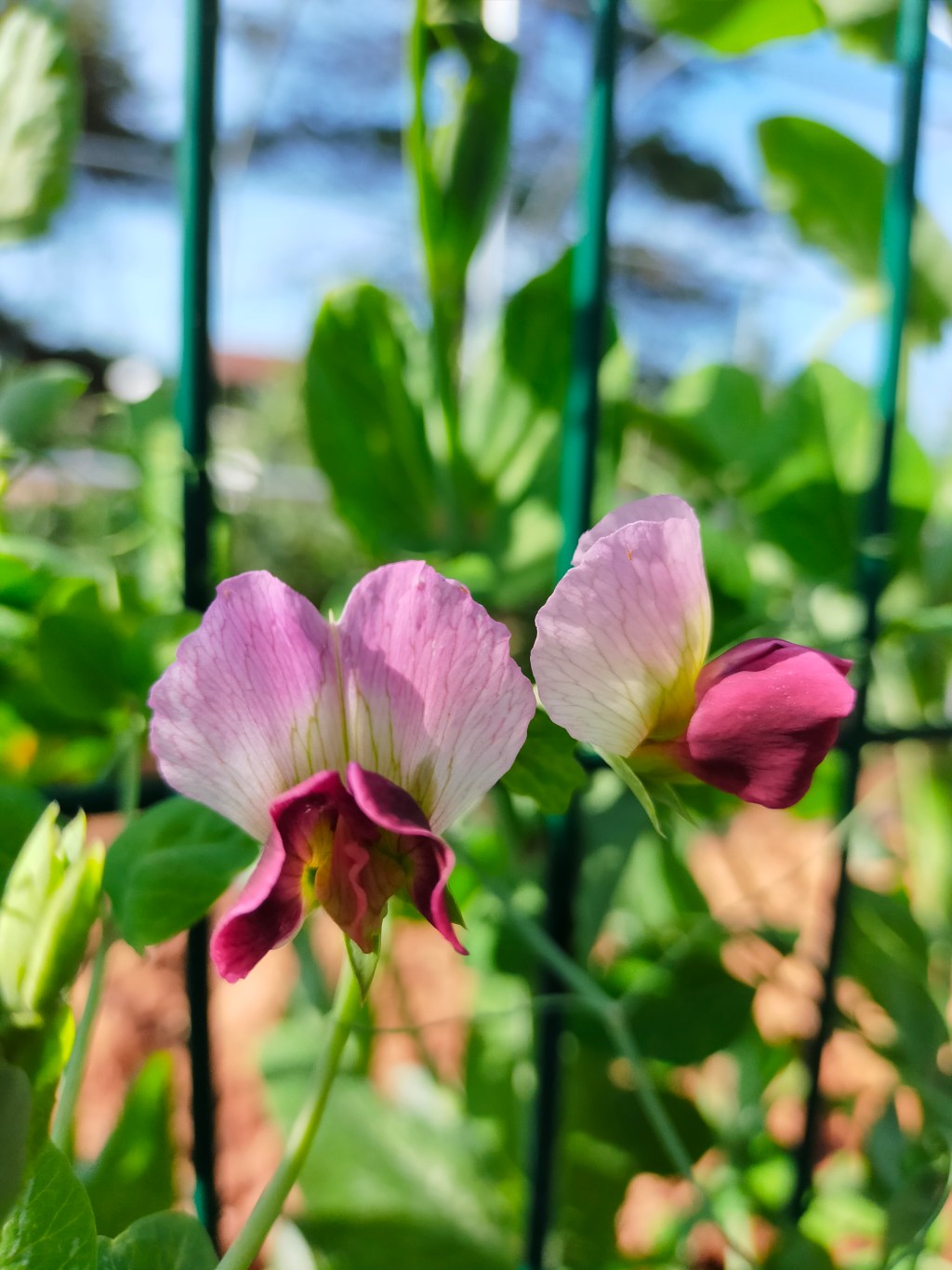 1 mois 1 photo – Juillet&nbsp;2023