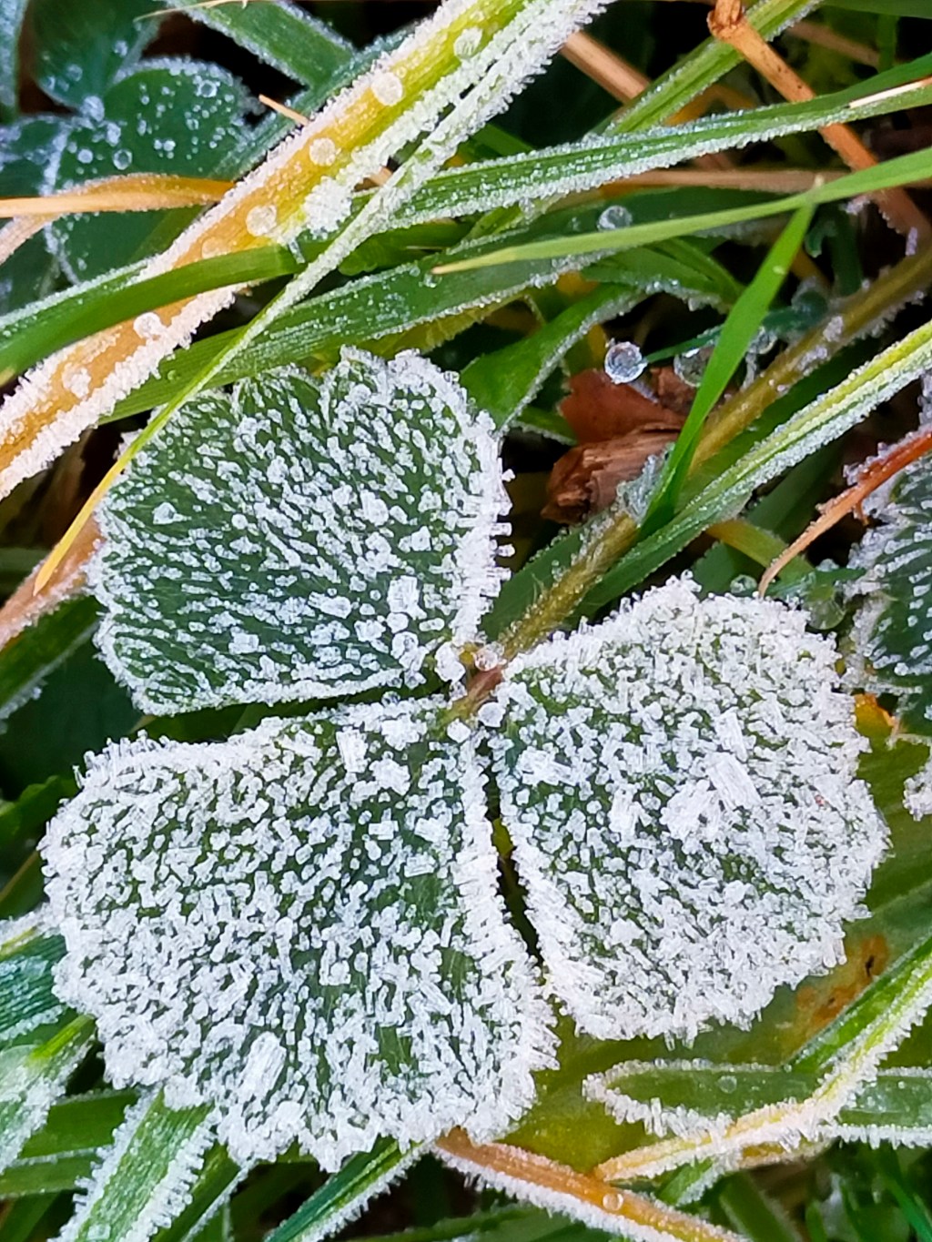 Projet 52-2025 : Sem 04 –&nbsp;Hiver