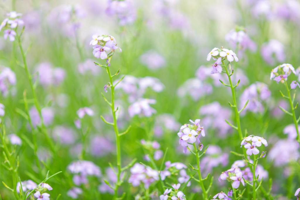 Cardamine des prés