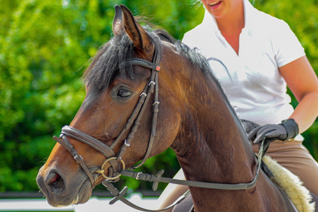 Horse Ball